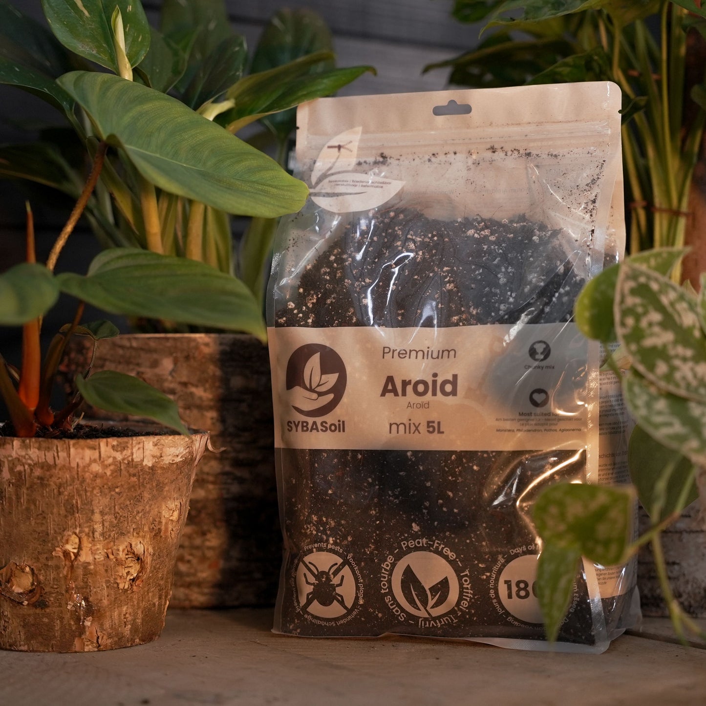 Willkommens-Bundle Monstera & Philodendron