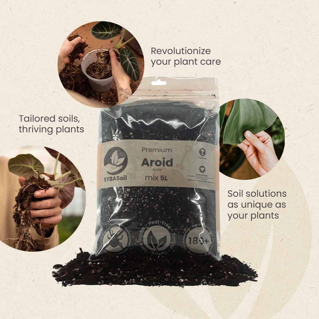 Aroid-Erde