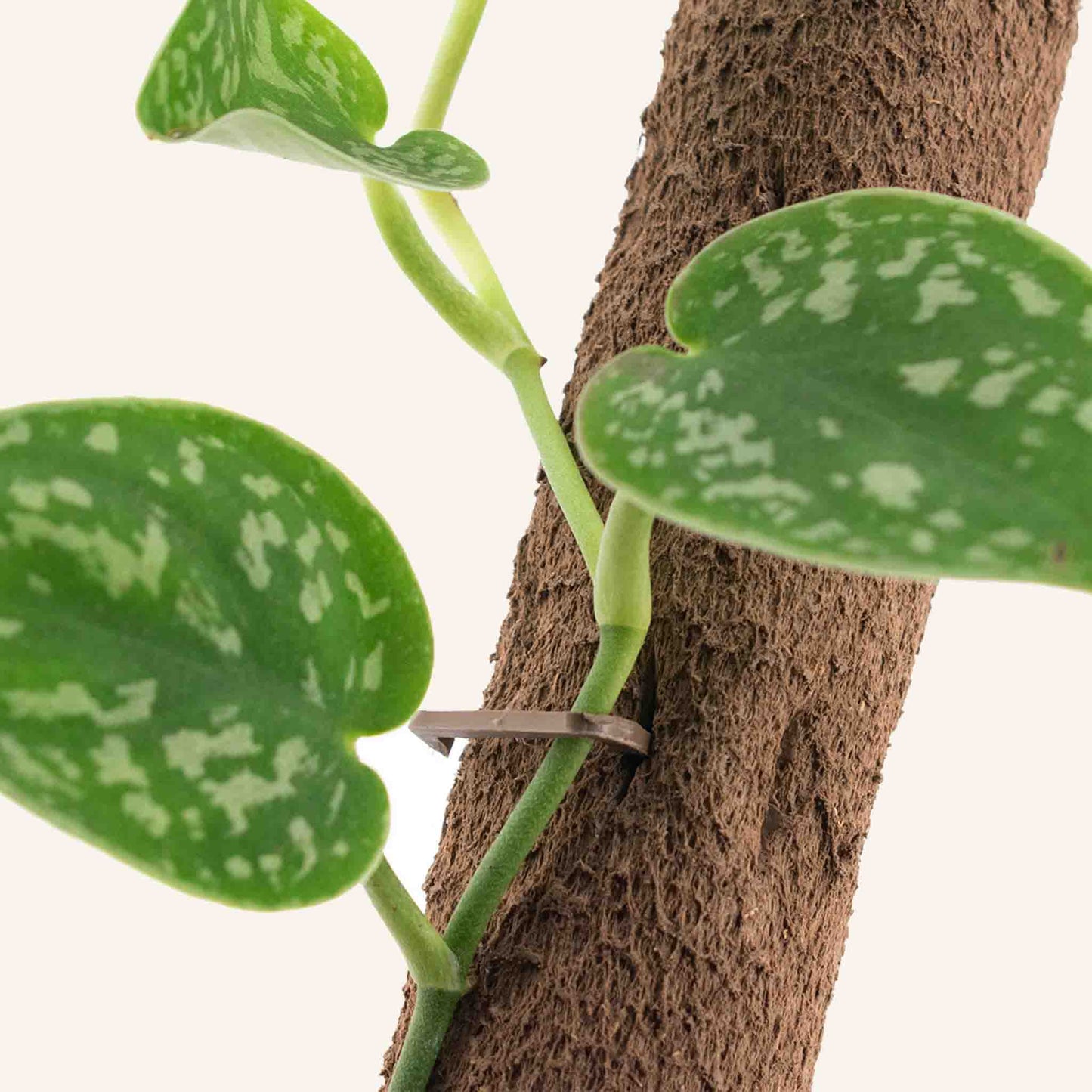 Biobasierter Moosstab-Pack (5x)