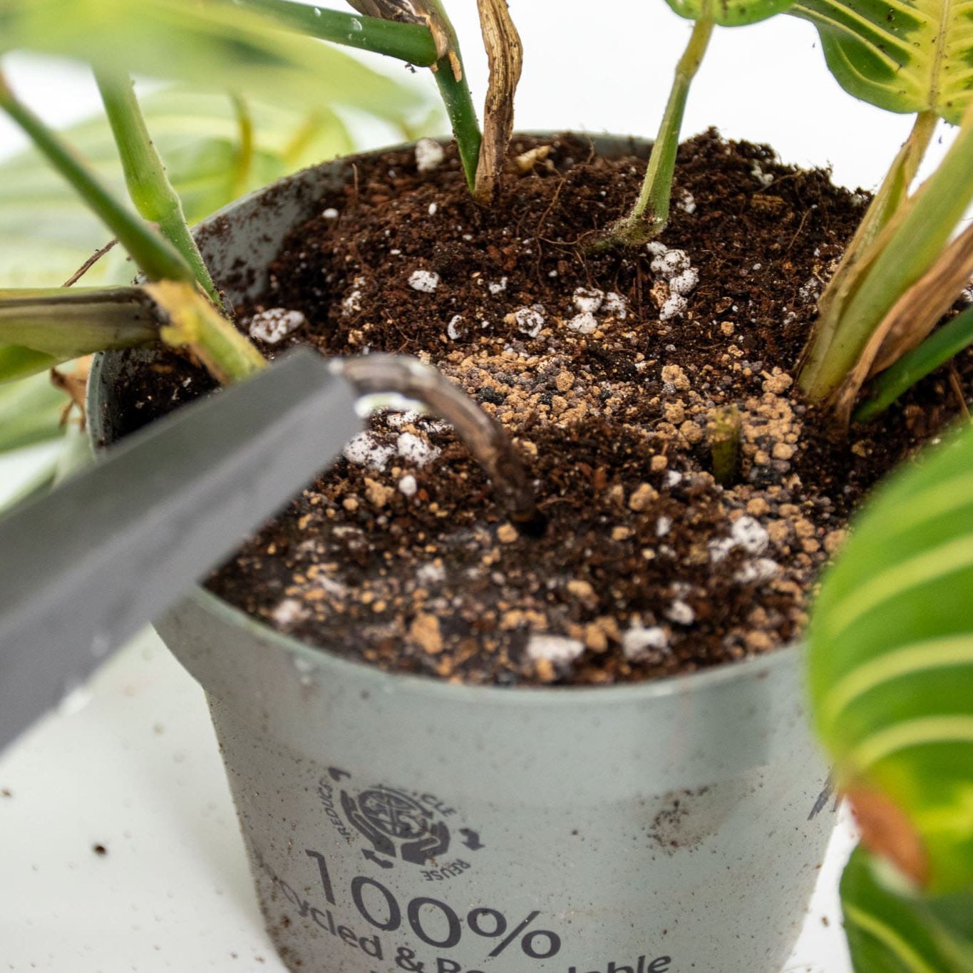 BIO Orchideen Langzeitdünger