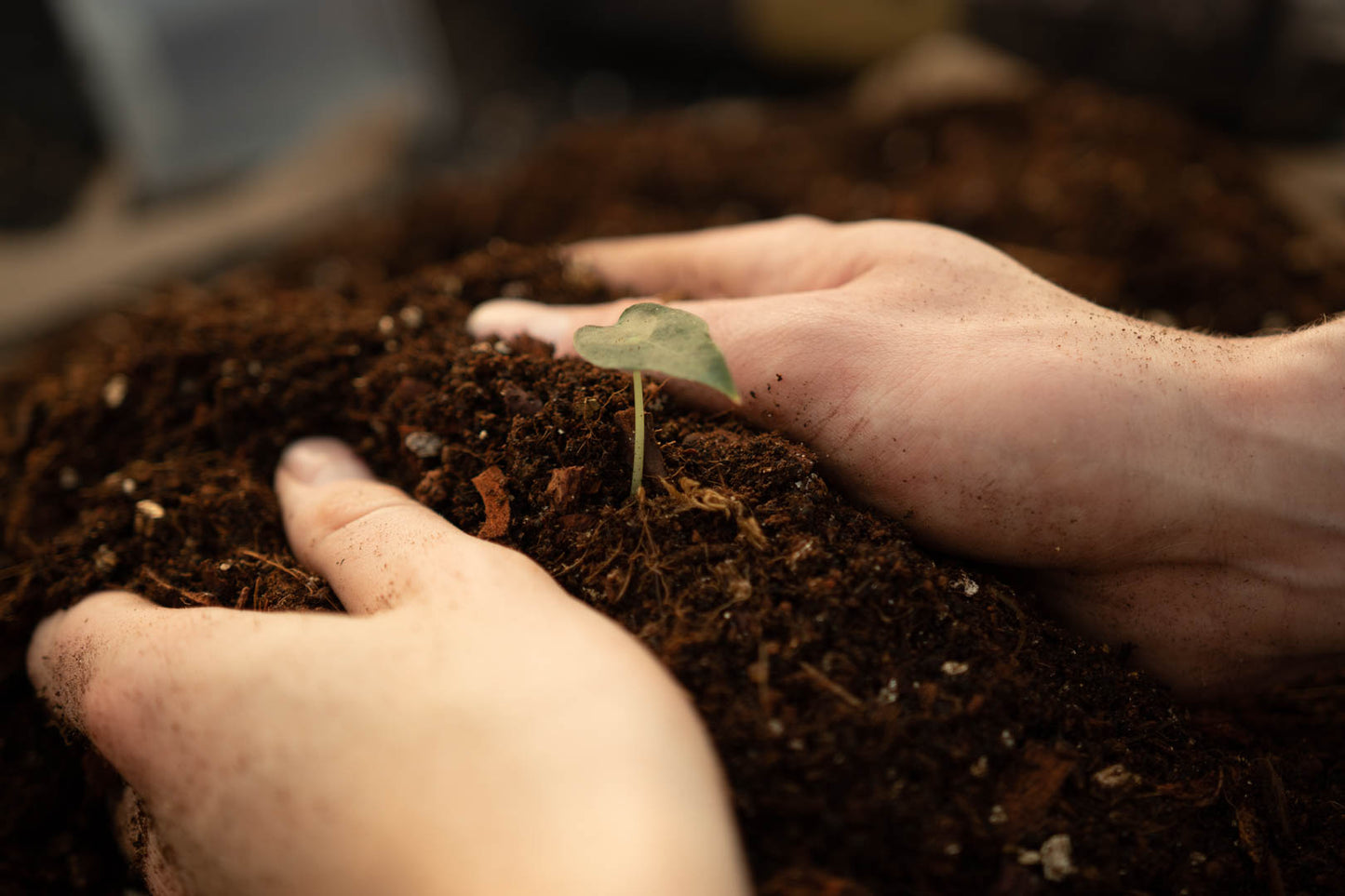 DIY-Dschungel-Mix-Bundle