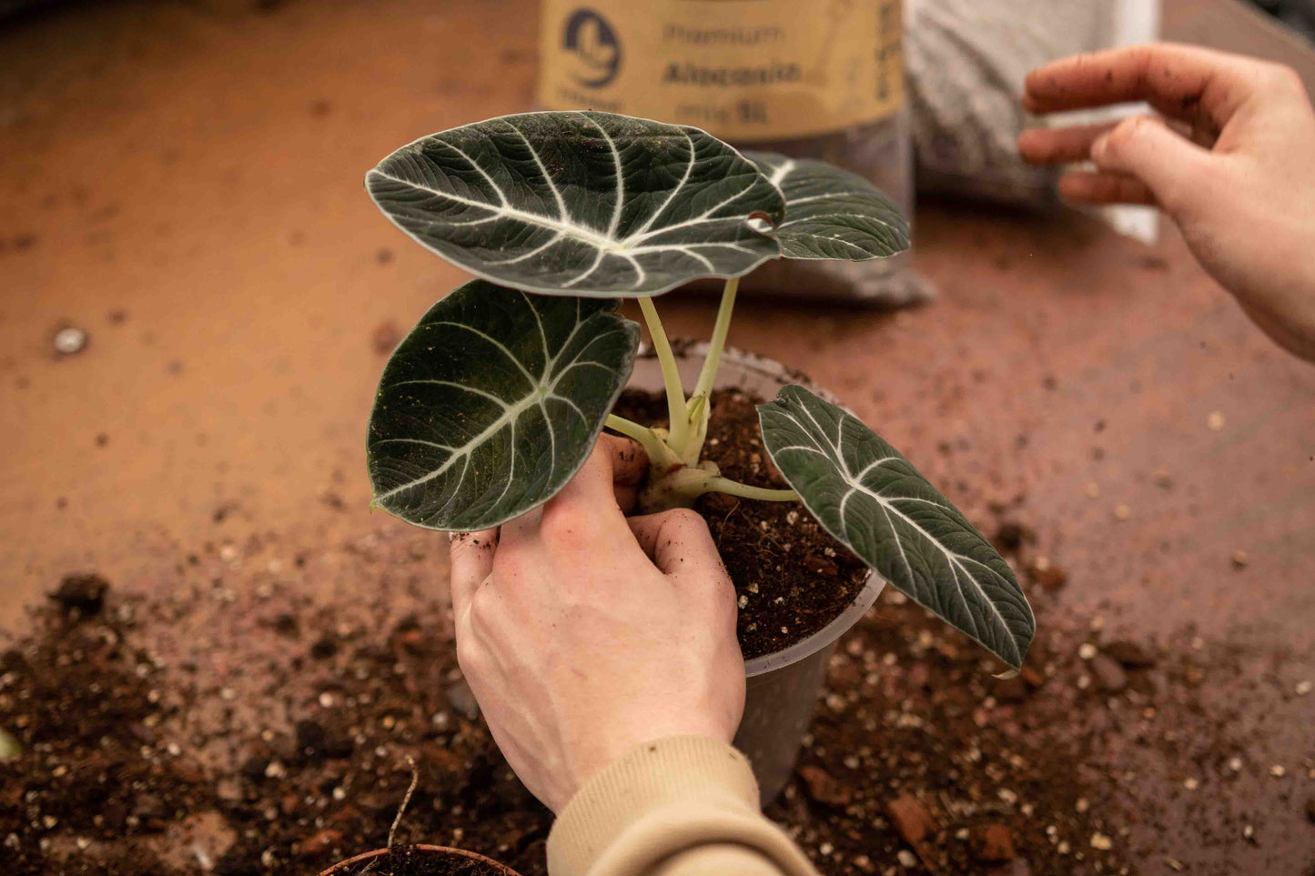 DIY-Dschungel-Mix-Bundle