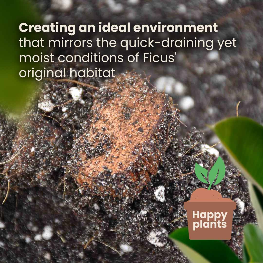 Ficus-Erde