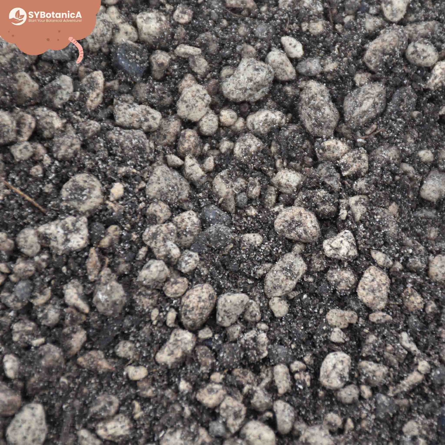 Lithops & Split Rock-Erde