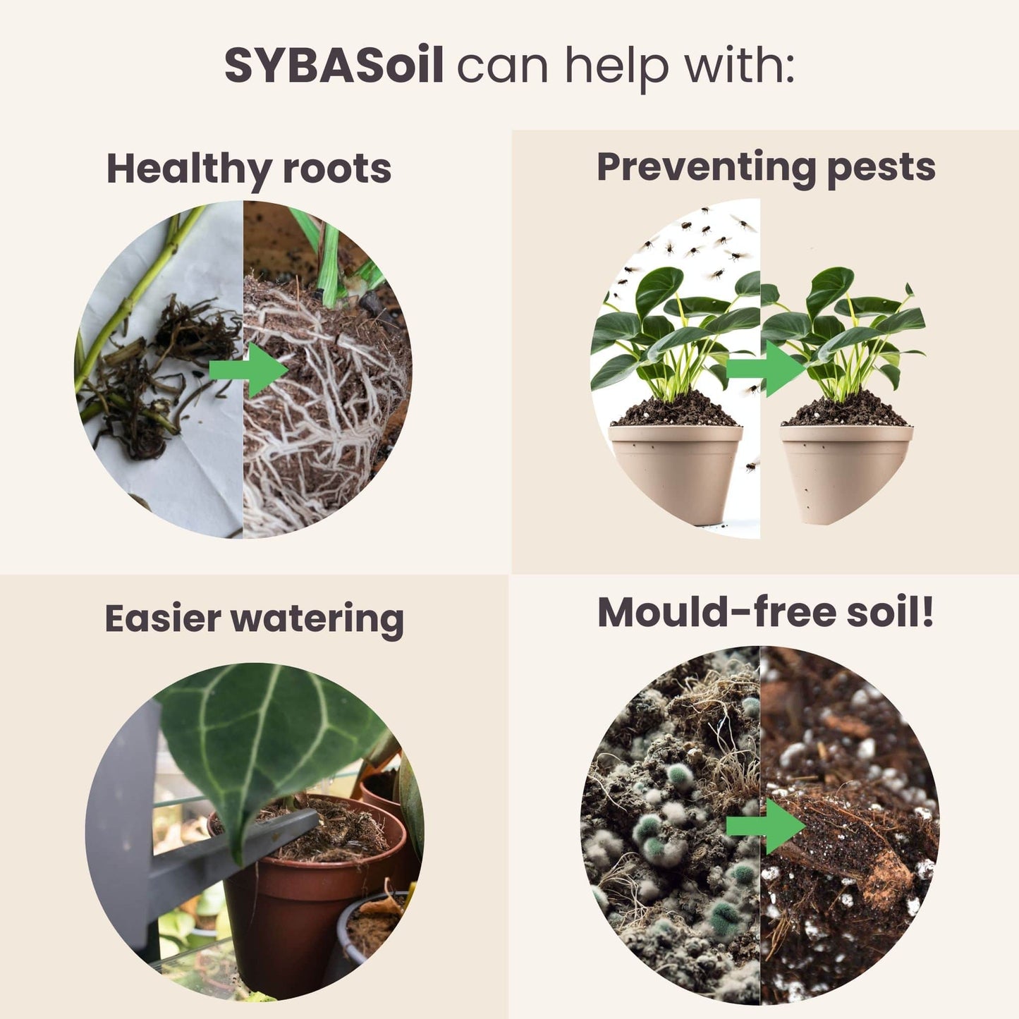 Willkommens-Bundle Monstera & Philodendron