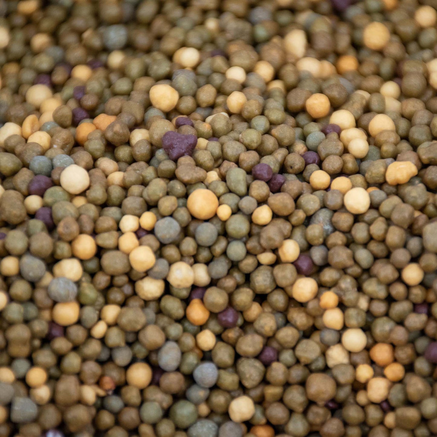 Kakteen Langzeitdünger