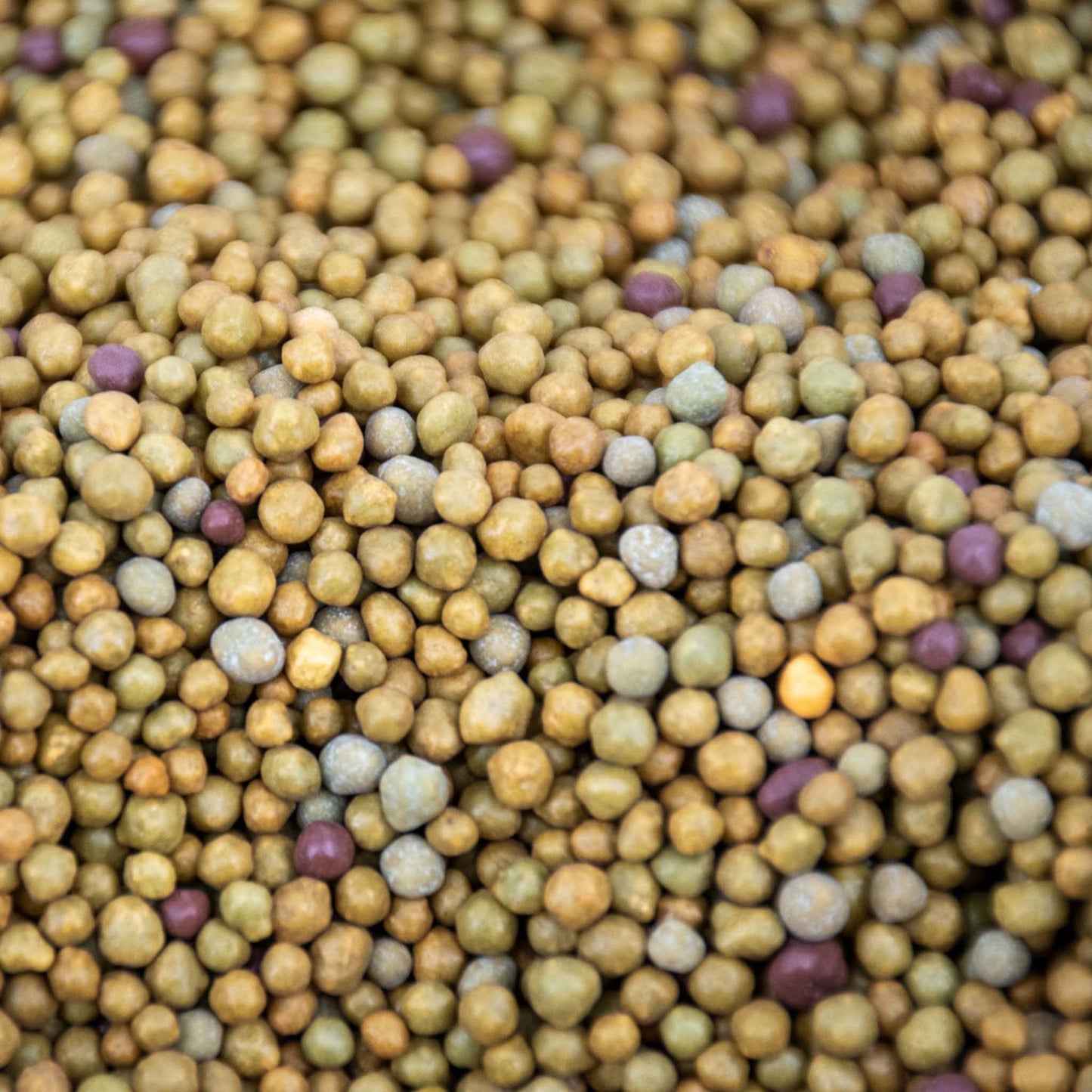 Tropenpflanzen Langzeitdünger