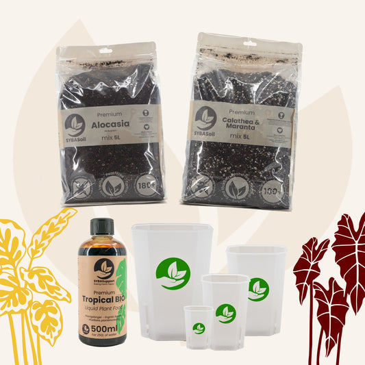 Willkommens-Bundle Tropischer Dschungel