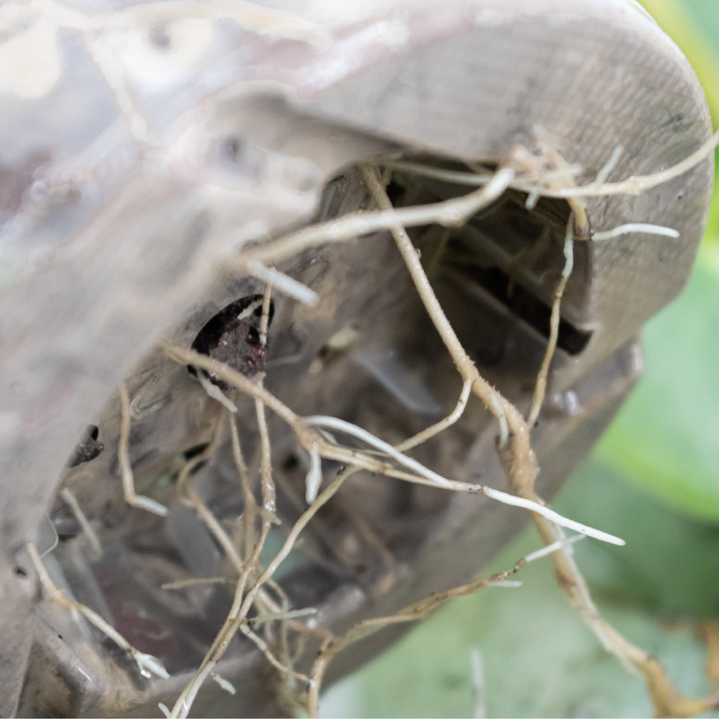 Orchideen Mineral-Mix