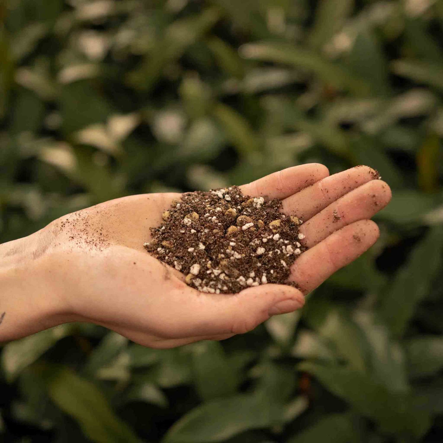 Kakteen & Sukkulenten-Erde