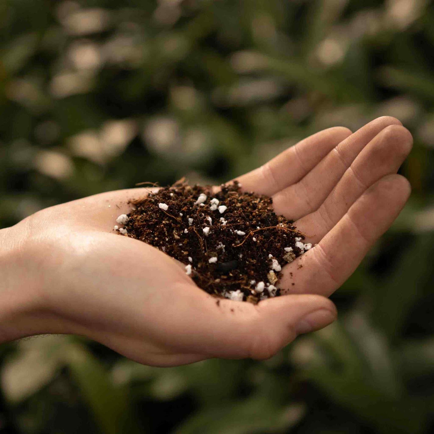 Calathea & Maranta-Erde