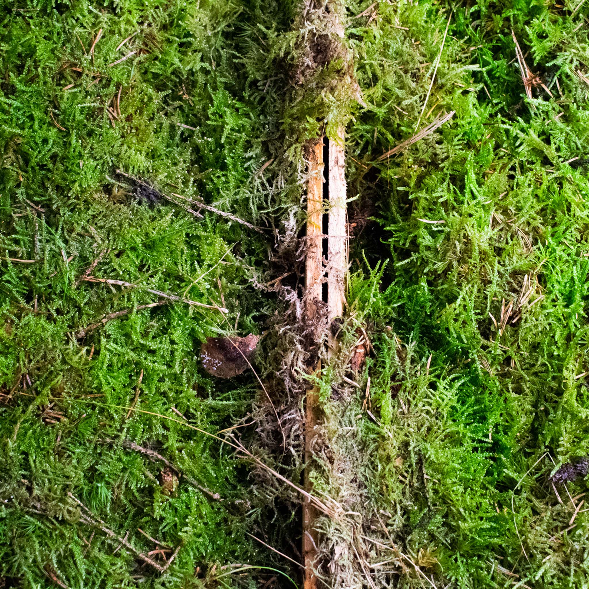Moss for Terrarium