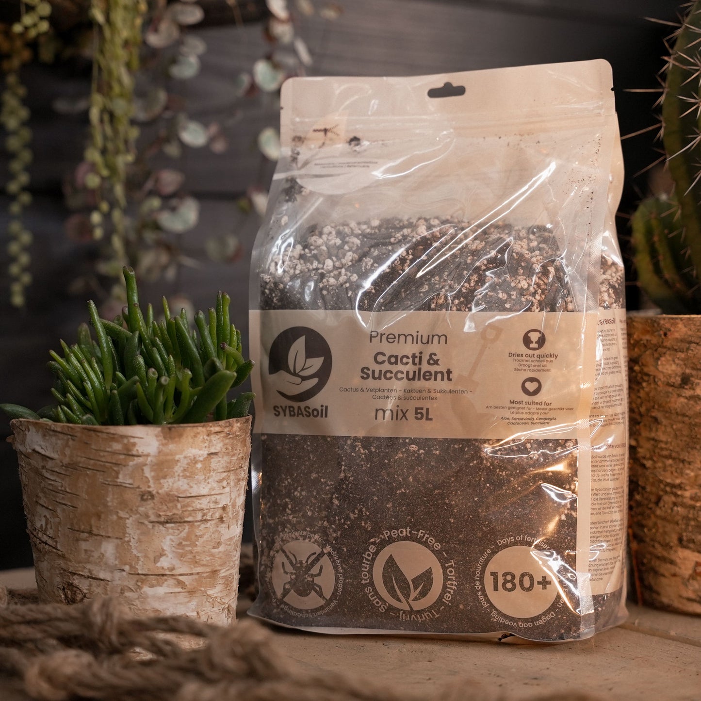 Glückliches Starter-Bundle Kakteen & Sukkulenten