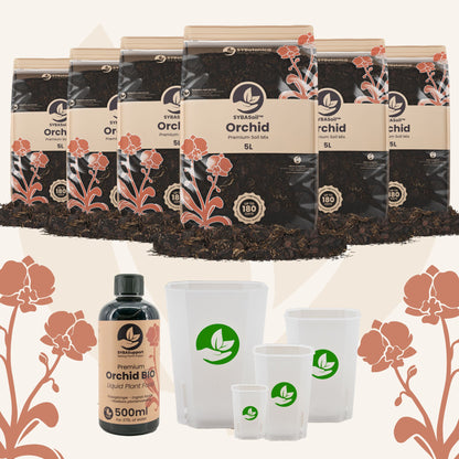 Willkommens-Bundle Orchideen