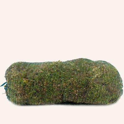 Sphagnum-Moos