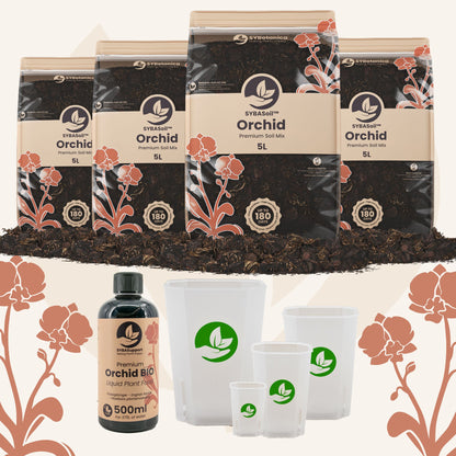 Willkommens-Bundle Orchideen