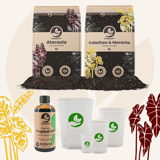 Willkommens-Bundle Tropischer Dschungel