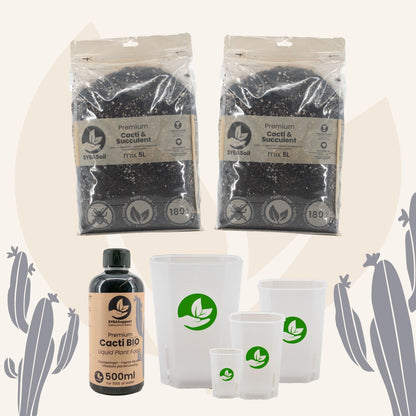 Glückliches Starter-Bundle Kakteen & Sukkulenten