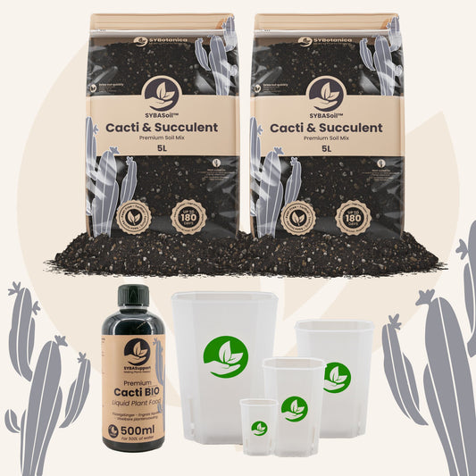 Willkommens-Bundle Kakteen & Sukkulenten