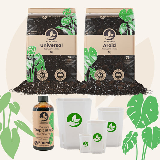 Willkommens-Bundle Monstera & Philodendron