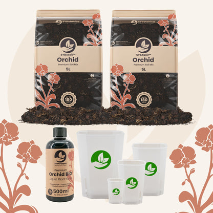 Willkommens-Bundle Orchideen