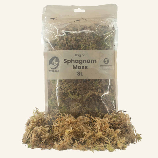 Sphagnum-Moos