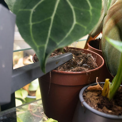 BIO Tropenpflanzen Flüssigdünger