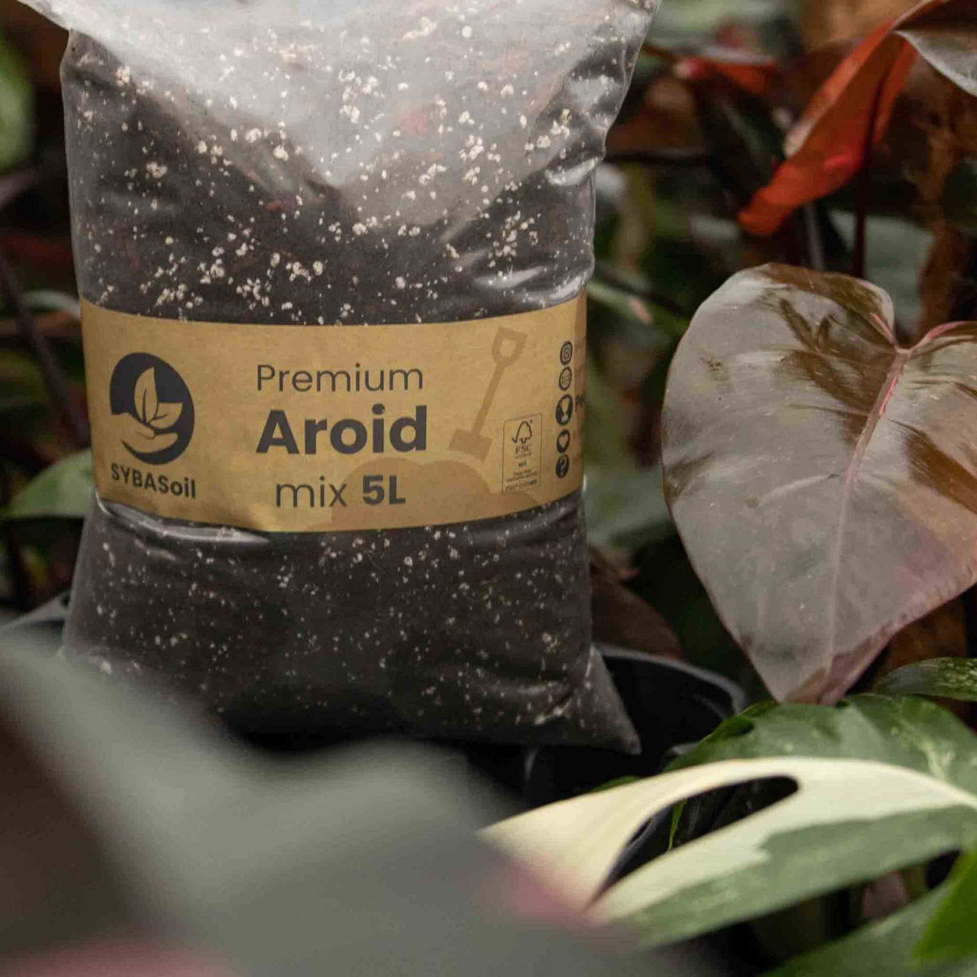 Aroid-Erde