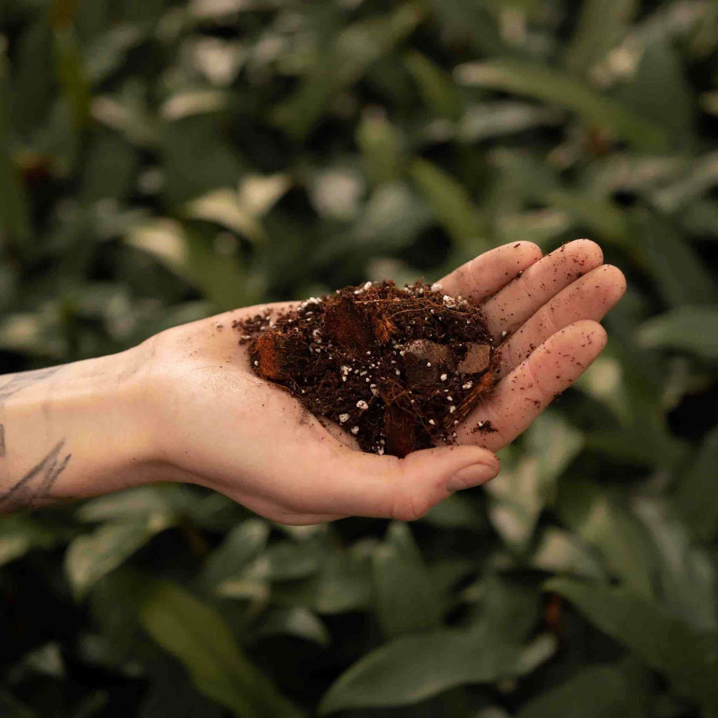 Hoya-Erde
