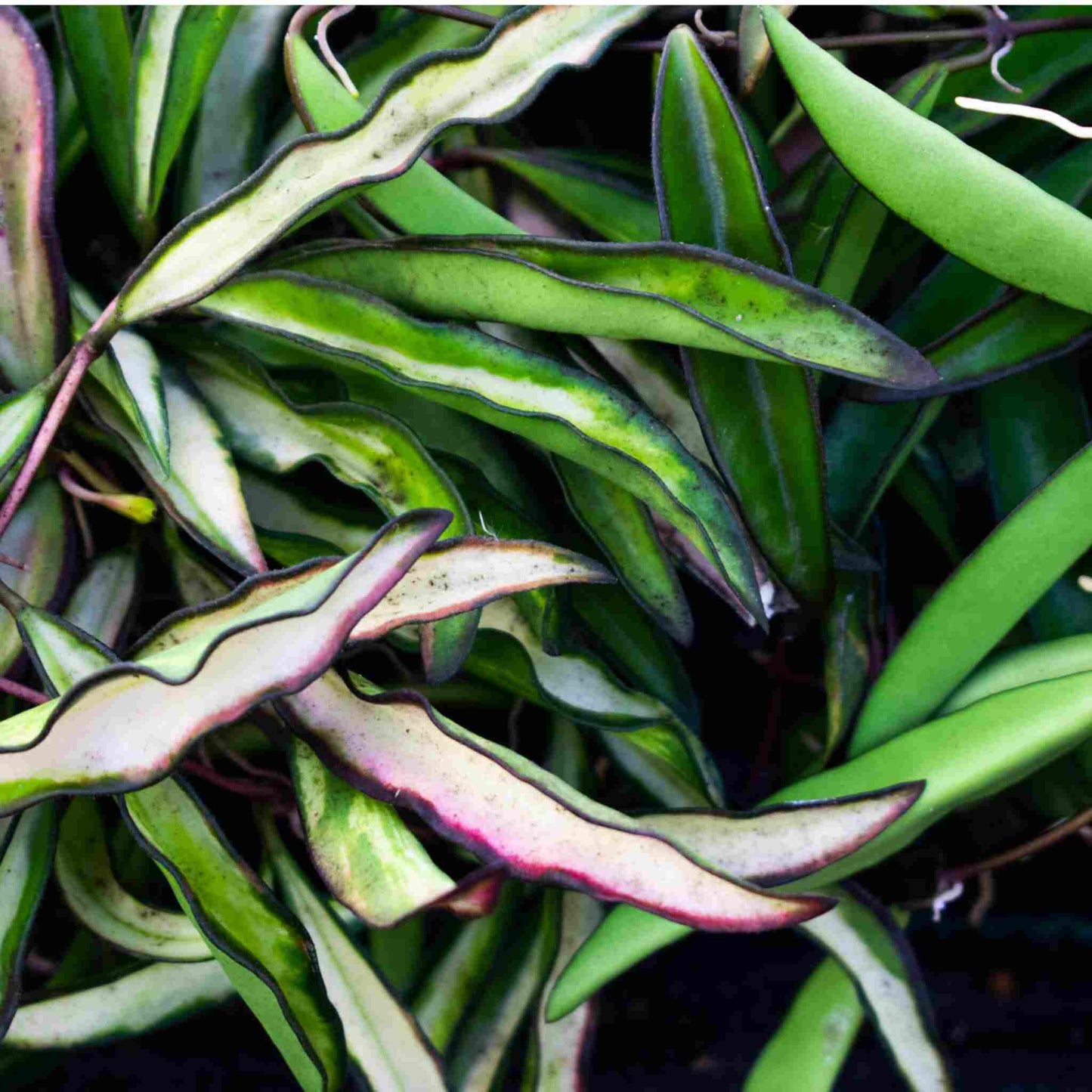 Hoya-Erde