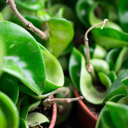 Hoya-Erde