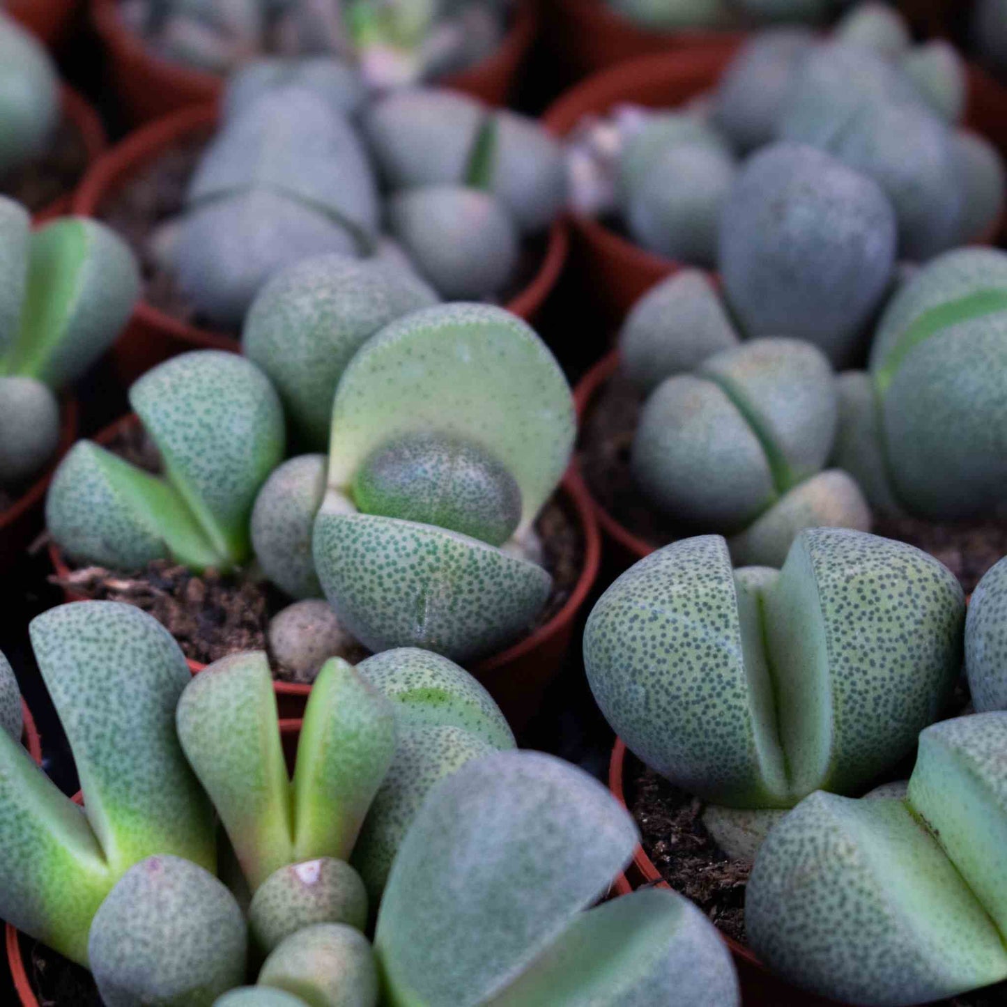 Lithops & Split Rock-Erde