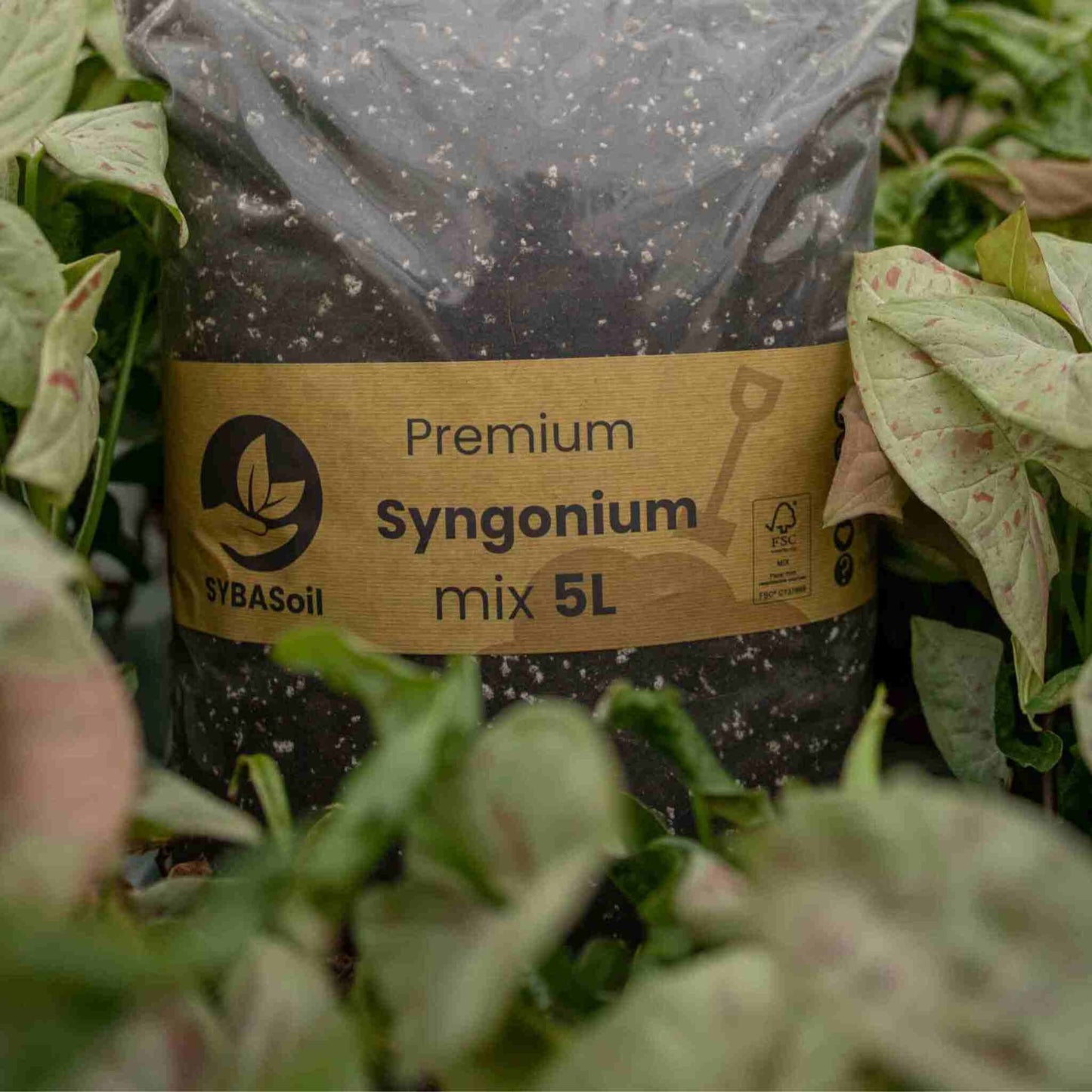 Syngonium-Erde