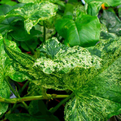 Syngonium-Erde