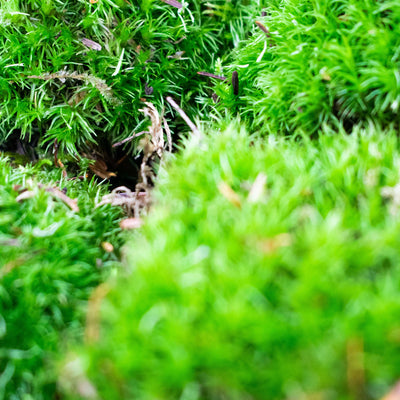 A zoomed in shot of Cushion Moss showing the textures.
